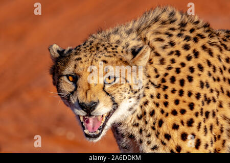 Die berühmten Geparden (Acinonyx jubatus) von Namibia Stockfoto