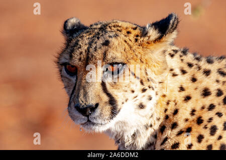 Die berühmten Geparden (Acinonyx jubatus) von Namibia Stockfoto