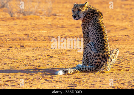 Die berühmten Geparden (Acinonyx jubatus) von Namibia Stockfoto