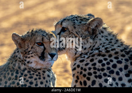 Die berühmten Geparden (Acinonyx jubatus) von Namibia Stockfoto