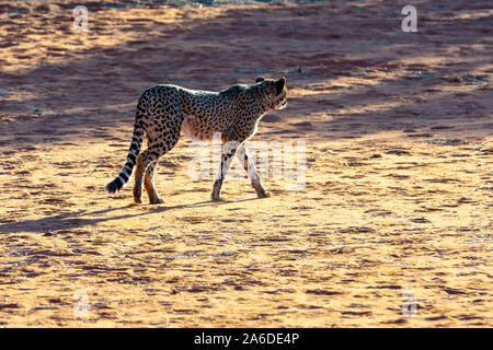 Die berühmten Geparden (Acinonyx jubatus) von Namibia Stockfoto