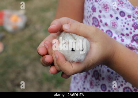 Weiße und graue Hamster pet in Mädchen Hände Süße Stockfoto