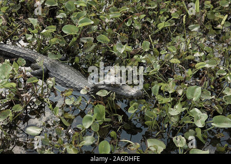 Alligator Eintauchen in die brasilianische Feuchtgebiete, bekannt als Pantanal Stockfoto