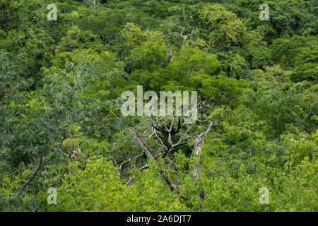 Ein Schwarz- oder geoffroy's Spider Monkey, Ateles geoffroyi, bewegt sich durch die Bäume im Nationalpark Tikal, Guatemala. Ein UNESCO Weltkulturerbe. Stockfoto