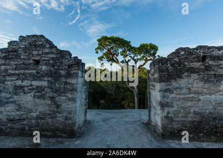 Zivilisation der Maya Ruinen von Tikal Nationalpark, Guatemala, ein UNESCO-Weltkulturerbe. Mundo Perdido oder Verlorene Welt komplex. Stockfoto