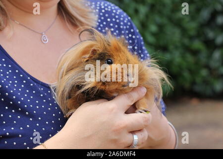 Cute Braun und Ingwer Meerschweinchen Haustier in den Müttern, die Hände Stockfoto