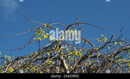 Weinend Berg-ulme Blätter im Frühling Stockfoto