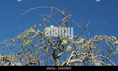 Weinend Berg-ulme Blätter im Frühling Stockfoto