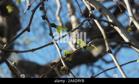 Weinend Berg-ulme Blätter im Frühling Stockfoto