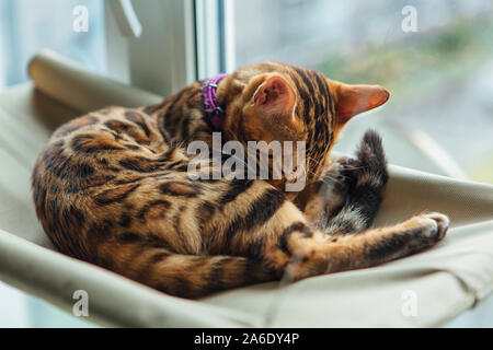 Süße kleine Bengal Kitty Cat Verlegung auf der Katze Fenster Bett lecken sich. Stockfoto