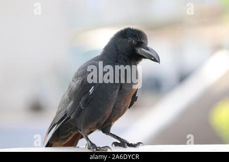 Macrorhynchos ungle Krähen (Corvus) oder Japanischen Krähe. Thick-billed Krähen (Corvus macrorhynchos) Stockfoto