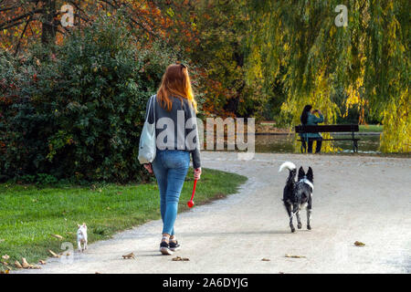 Frau, die mit ihren beiden Hunden an einem schönen Herbsttag mit bunten Bäumen im Hintergrund auf einem Parkweg spaziert. Stockfoto