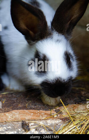 Ein weißes Kaninchen mit schwarzen Flecken auf Heu. Stockfoto