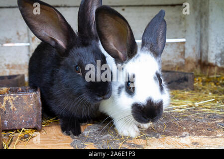 Schwarze und weiße Kaninchen auf Heu. Stockfoto