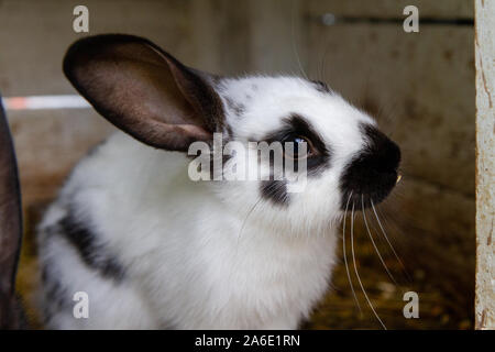 Ein weißes Kaninchen mit schwarzen Flecken auf Heu. Stockfoto