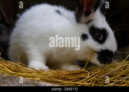 Ein weißes Kaninchen mit schwarzen Flecken auf Heu. Stockfoto