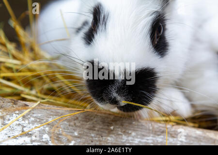 Ein weißes Kaninchen mit schwarzen Flecken auf Heu. Stockfoto