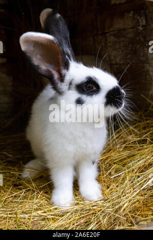 Ein weißes Kaninchen mit schwarzen Flecken auf Heu. Stockfoto