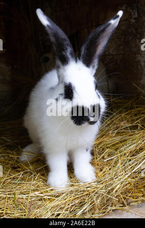 Ein weißes Kaninchen mit schwarzen Flecken auf Heu. Stockfoto