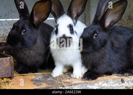 Schwarze und weiße Kaninchen auf Heu. Stockfoto