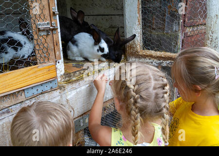 Kinder Füttern von Kaninchen in einen Käfig. Stockfoto