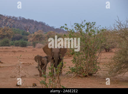 Familie Gruppendynamik in einer kleinen Herde von afrikanischen Elefanten Nahrungssuche in den späten Nachmittag Licht Bild im Querformat Stockfoto