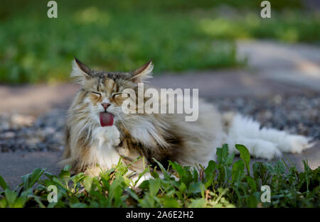 Eine süsse schildpatt Norwegische Waldkatze Frau leckt ihre Pfote. Sie sitzt im Gras Stockfoto