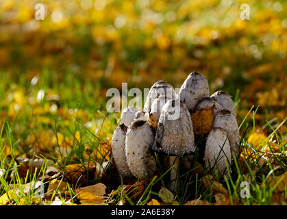 Shaggy ink Caps wächst im Park im Herbst Licht Stockfoto