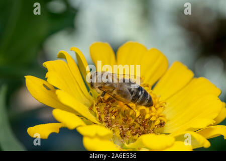 Europäische Honigbiene (lat. APIs mellifera) oder westliche Honigbiene, ist die häufigste der 7–12 Honigbienenarten weltweit. Stockfoto