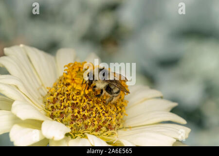 Hummel (oder Hummel, Hummel oder Hummel) auf der weißen Blume. Es handelt sich um eine von über 250 Arten der Gattung Bombus. Stockfoto