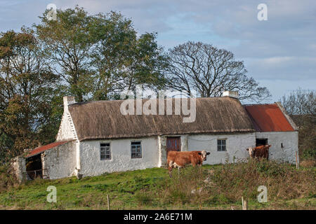 Vieh vor einem alten irischen Cottage in der Nähe von Malin im County Donegal, Irland. Stockfoto