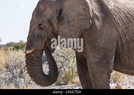 Afrikanischer Elefant Essen Nahaufnahme im Etosha National Park, Namibia, Afrika Stockfoto