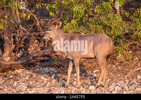 Männliche Kudu Stier mit große Hörner stehen im Abendlicht im Chobe National Park, Botswana Stockfoto