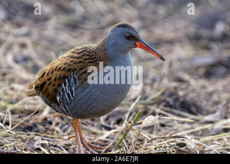 Wasser Schiene - Rallus aquaticus Vogel auf trockenen Sumpf Stockfoto