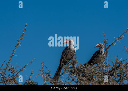 Nahaufnahme der beiden südlichen Red-billed Nashornvögel - Tockus rufirostris - sitzen auf einem Ast eines Baumes im Etosha National Park, Namibia. Stockfoto