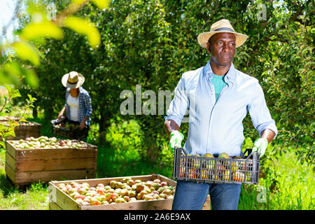 Portrait von Müde fleißig positiven afrikanischen amerikanischen Mann, der Kunststoff des geernteten reife Birnen Obst Garten Stockfoto