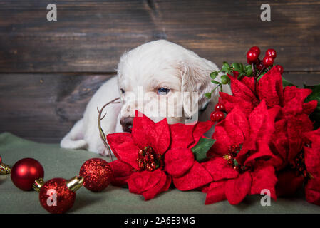 English Setter Welpen mit Weihnachtsstern rot Blumen. Stockfoto