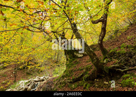 Wald im Herbst mit knorrigen Baumstämme mit buntes Laub im Hintergrund, Naturpark Camosciara, Abruzzen, Italien Stockfoto