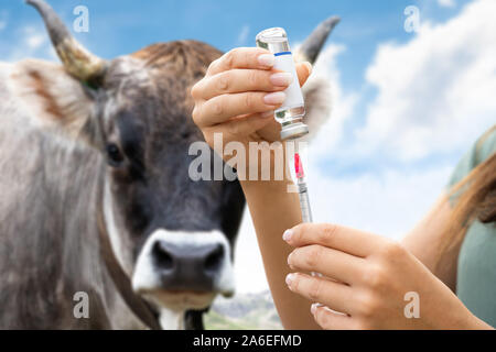 In der Nähe von Frau Vorbereitung Kuh Impfstoff zu Spritzen Stockfoto