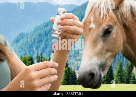 In der Nähe von Frau Vorbereitung Pferd Impfstoff zu Spritzen Stockfoto