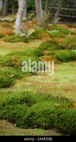 Japanischer Moosgarten Stockfoto