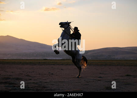 Pferd, Aufzucht im Feld Stadt Kayseri, Türkei Stockfoto
