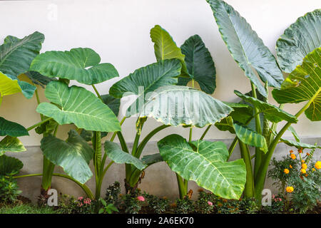 Wachsende Colocasia oder Elephant-ear Anlage. Bali, Indonesien. Mit dem Raum. Stockfoto