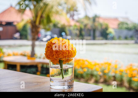 Ringelblume Blume in einem kleinen Glas auf einen hölzernen Tisch in einem Cafe. Natürliche Hintergrund. Mit dem Raum. Stockfoto