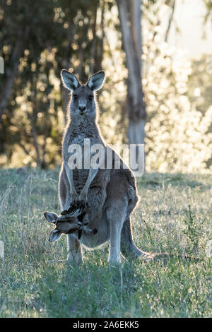Eine hinterleuchtete Eastern Grey Kangaroo mit Joey auf Garran, ACT, Australien an einem Frühlingsmorgen im Oktober 2019 Stockfoto