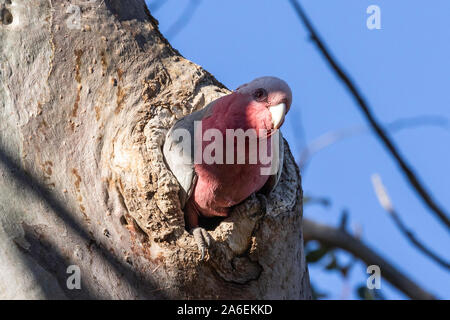 Galah in einem Baum hohl bei Red Hill Nature Reserve, ACT, Australien an einem Frühlingsmorgen im Oktober 2019 Stockfoto