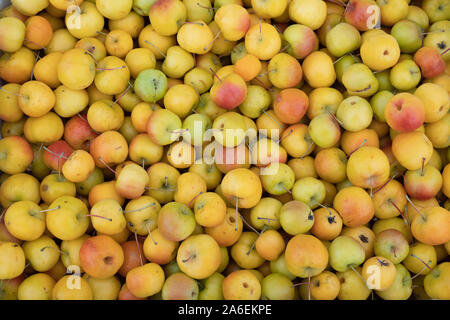 Malus ‘Butterball’. Krabbenapfel ‘Butterball’ Obst auf dem Display. VEREINIGTES KÖNIGREICH Stockfoto