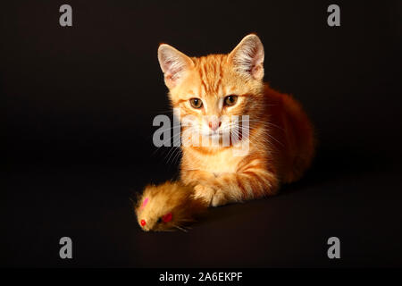 Ingwer Mackerel Tabby Cat spielt mit einer Katze spielzeug Maus auf einem schwarzen Hintergrund isoliert Stockfoto
