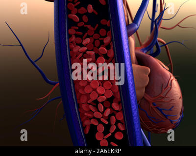 Arterie und Erythrozyten, Blutgefäße, Arterie mit einem abgetrennten Bereichs angezeigt Stockfoto