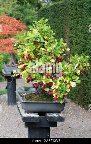 Malus sylvestris. Bonsai Crab Apple tree mit Obst in der RHS Wisley Gardens, Surrey, England Stockfoto